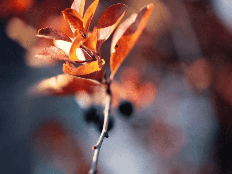 刘女士成功案例