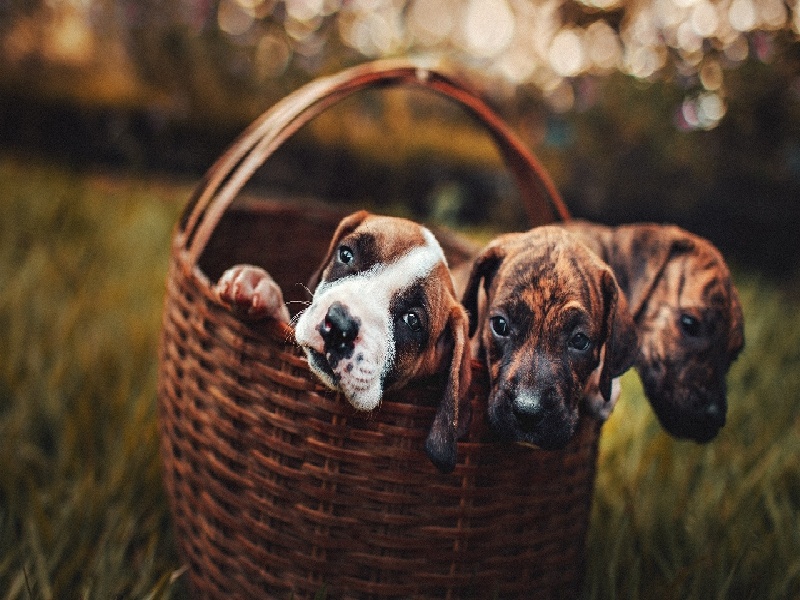 杨女士成功案例